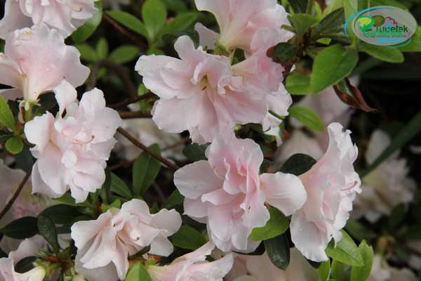 Azalia japońska Eliza Hyatt